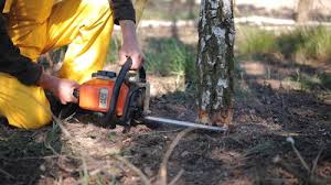 Best Palm Tree Trimming  in Meadow Oaks, FL