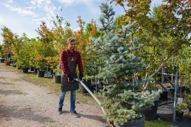 Reliable Meadow Oaks, FL Tree Services Solutions